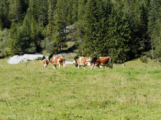 Fototapeta na wymiar Berglandschaft in Österreich. Die Tiere kommen von der Alm zurück. Falzthurntal im Karwendel bei Pertisau hinter der Gramai Alm.