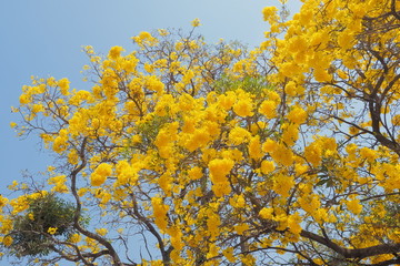 Beautiful Tabebuia chrysantha (Golden Tree, Golden Trumpet Tree, Yellow Pui) blossom blooming on tree with blue sky background.