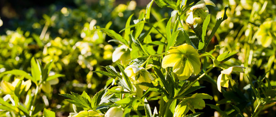 Hellebores green winter flowers in the sunny spring garden.