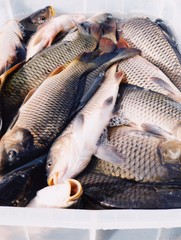 Lots of fresh fish in the box on the market (mobile photography)