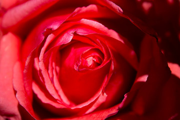 rosas y flores de los andes Huancavelica Perú