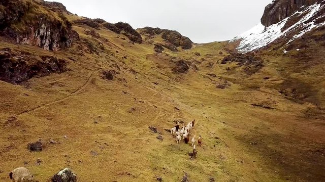 Peru Andes Mountains Aerial Drone View of LLamas and Alpaca running in Mountains2.mp4
