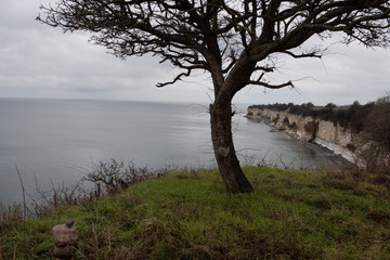 Fototapeta na wymiar A lonesome tree at Stevns cliff, Zealand, Denmark.