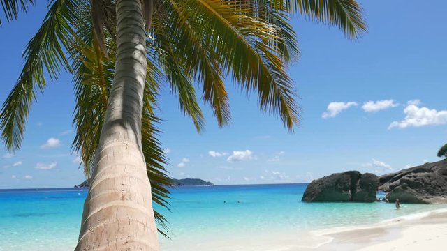 Coconut palm tree on tropical beach on background blue sky and calm sea