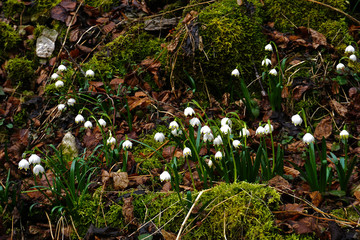 Maerzenbecher, Leucojum vernum; spring snowflake,