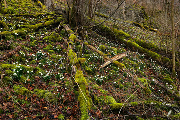 Maerzenbecher, Leucojum vernum; spring snowflake,