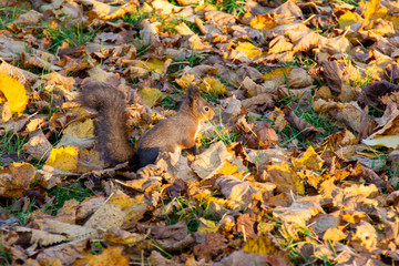 Les animaux de Skansen