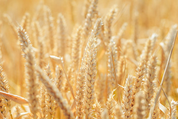 Close - up of wheat fields, barley fields.