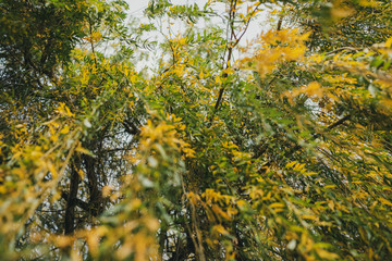 Stadt Berlin bei Herbst