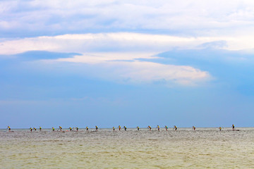 Group of people compete in rowing on stand up paddle board (SUP) on sea. View from the back