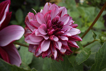 Fototapeta premium A beautiful flower of wine-pink color