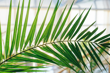 Close - up of the palm branch in the interior.