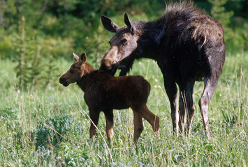 Moose with calf Yellowstone National Park 