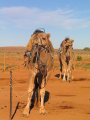  Camel in The Australian Outback. Remote territory