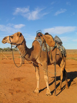  Camel in The Australian Outback. Remote territory
