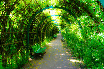 Fototapeta na wymiar Covered arched alley overgrown with plants