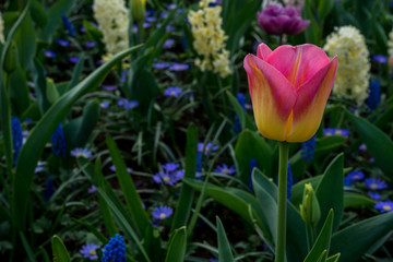 Netherlands,Lisse, a close up of a flower garden