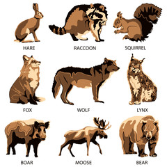 Forest animals - hare, raccoon, squirrel, fox, wolf, lynx, boar, moose, bear