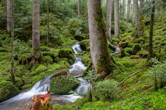 Bachlauf im Wald