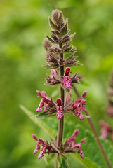 infiorescenza di Erba strega (Stachys silvatica) ,primo piano