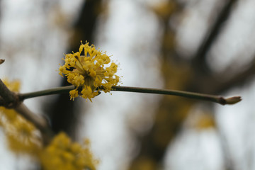 yellow flowers in spring