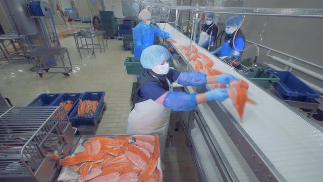 Transporting mechanism is relocating pieces of fish for processing. Fish factory.