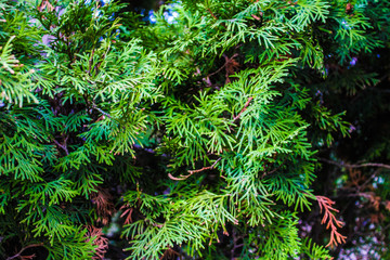 green fir branch of a christmas tree