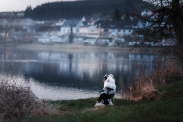 Fototapeta na wymiar the dog is sitting by the lake. Australian Shepherd in nature. Pet walk, travel