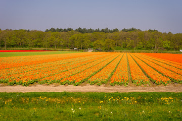 Netherlands,Lisse, Hokkaido, a yellow flower in the middle of a field with Hokkaido in the background