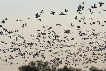 flock of birds