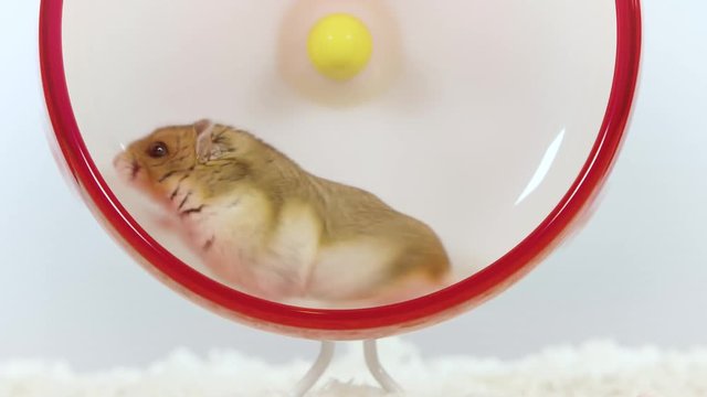 Small brown hamster running on red wheel and looks at camera then runs again