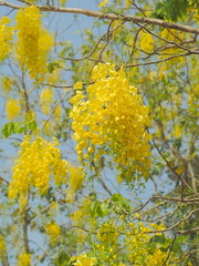Beautiful Cassia fistula (Golden shower tree) blossom blooming on tree with nature blurred background, known as golden rain tree, canafistula and ratchapruek in Thailand.
