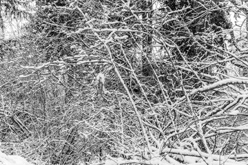 Snow On Branches Abstract 3