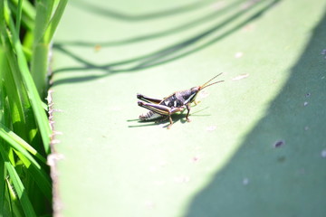 Saltamontes sobre maguey
