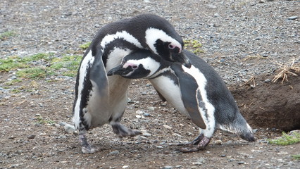 pinguini di magellano isola magdalena patagonia sud ameririca cile Terra del Fuoco © Massimo