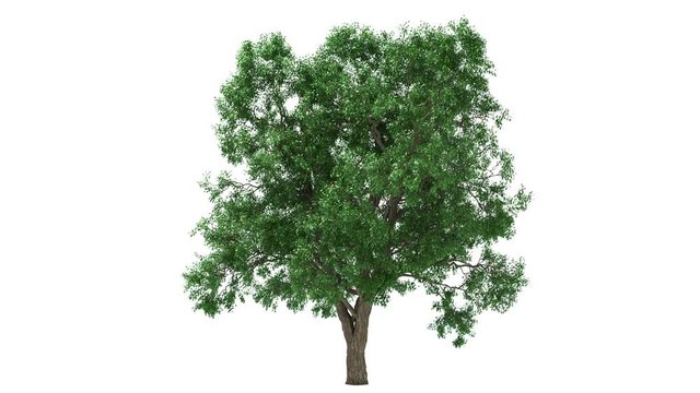 3D realistic tree isolated on white with alpha channel to be used for architecture visualization or motion graphics.