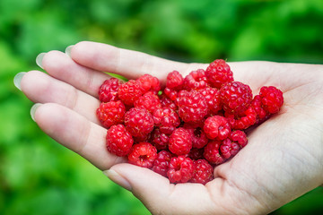 Handful of ripe raspberry filled in female hand on  background of green leaves