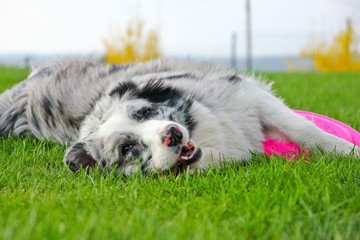 A cute dog is lying on a grass and holding its frisbee. 