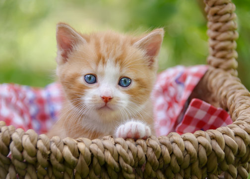 Cute baby kitten with beautiful blue eyes in a wicker basket 