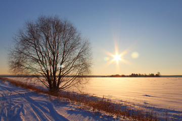 Snowy field, tree and sun. Beautiful winter landscape. Background.