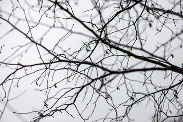 tree branches in bushes in winter cold weather