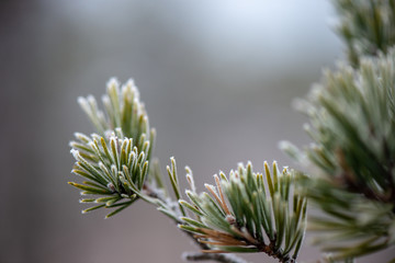 tree branches in bushes in winter cold weather