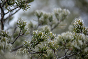 tree branches in bushes in winter cold weather