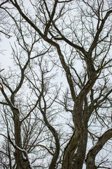 Obraz premium tree branches in bushes in winter cold weather