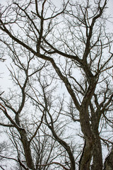 tree branches in bushes in winter cold weather