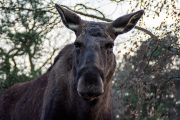 Un élan à Skansen