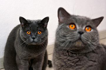 The british cat behind is focused on you.