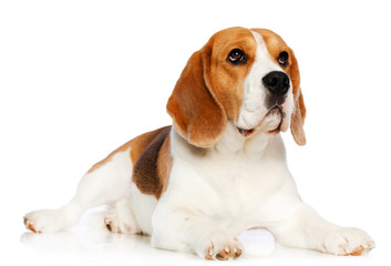 Beagle Dog  Isolated  on white Background in studio