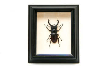 The pinned stag beetle inside the wooden frame with glass isolated on a white background. A hobby for collectors. 