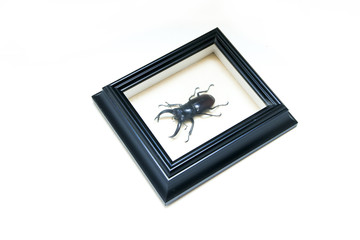 The pinned stag beetle inside the wooden frame with glass isolated on a white background. A hobby for collectors. 